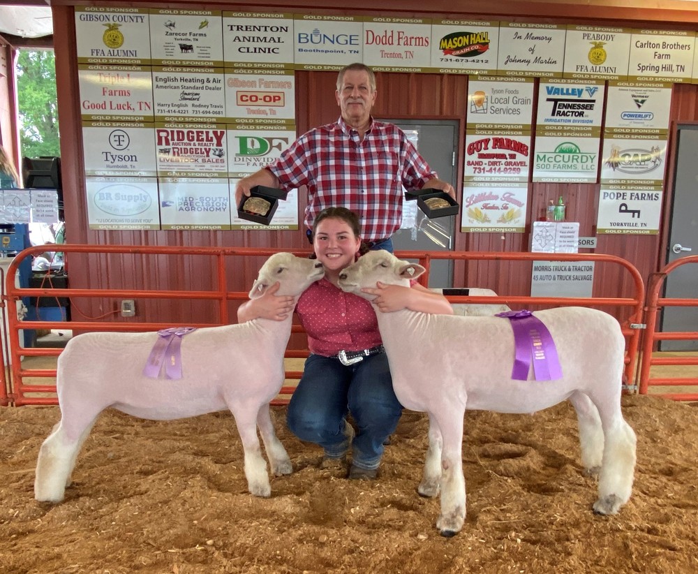 Sheep Show