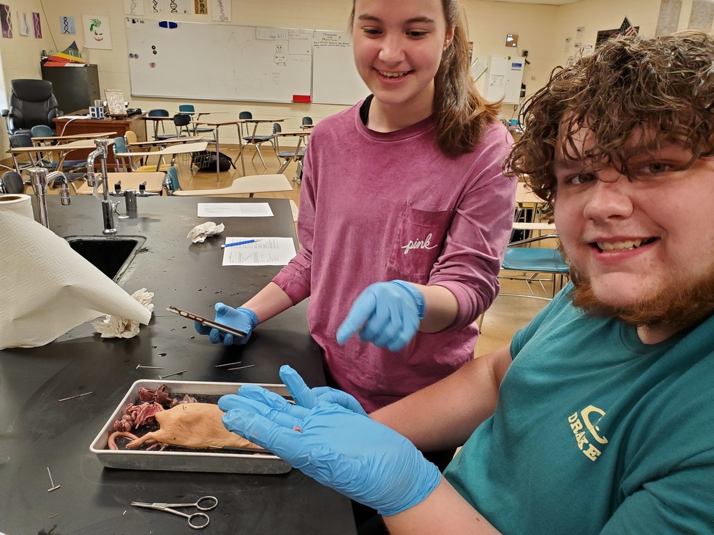 Rat Lab 2